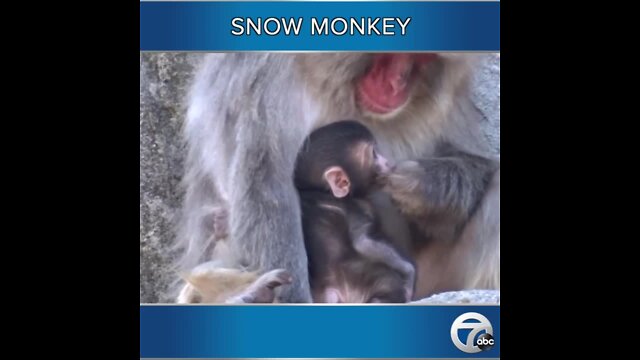 Snow monkey born at Detroit Zoo