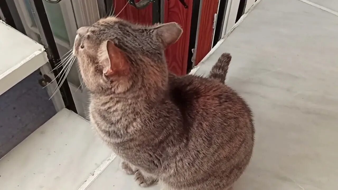 Tom cat comes sniffing.