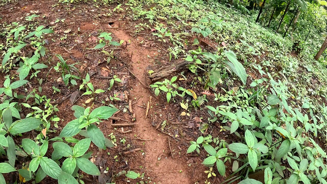 Leaf Cutter Ants in the jungle of Costa Rica