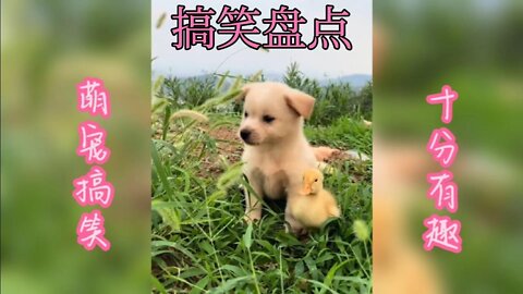 Cute pets are funny, pets laugh and run away