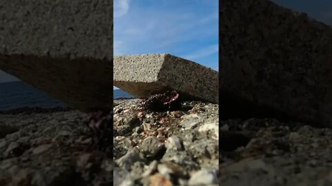 Urchin Death in Slo-Mo