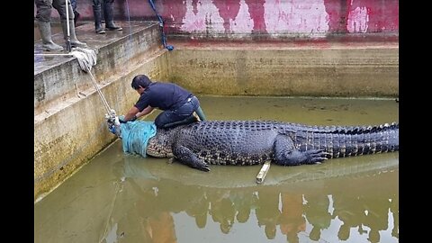 Ah les crocodiles