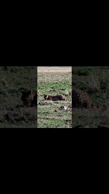Cheetah Eats A Gazelle #shorts | #ShortsAfrica