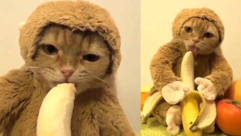 Funniest cat eating a banana and fruits