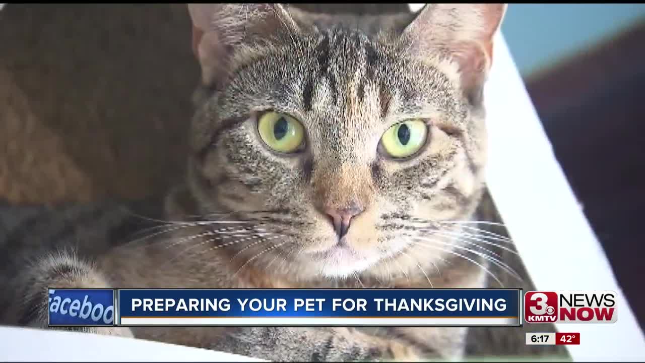 Preparing your pet for Thanksgiving