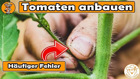 Mache nicht diesen KRITISCHEN Fehler beim Tomatenanbau