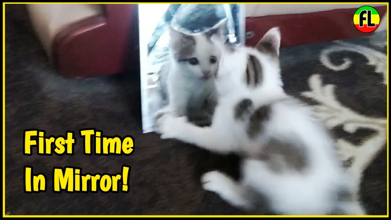 Cat Sees Itself in a mirror first time. Funny reaction.