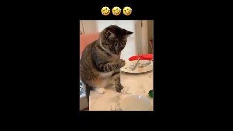 lovely and funny pets