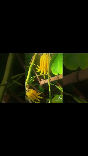 The Worlds Strangest Citrus Tree Will Blow Your Mind!!