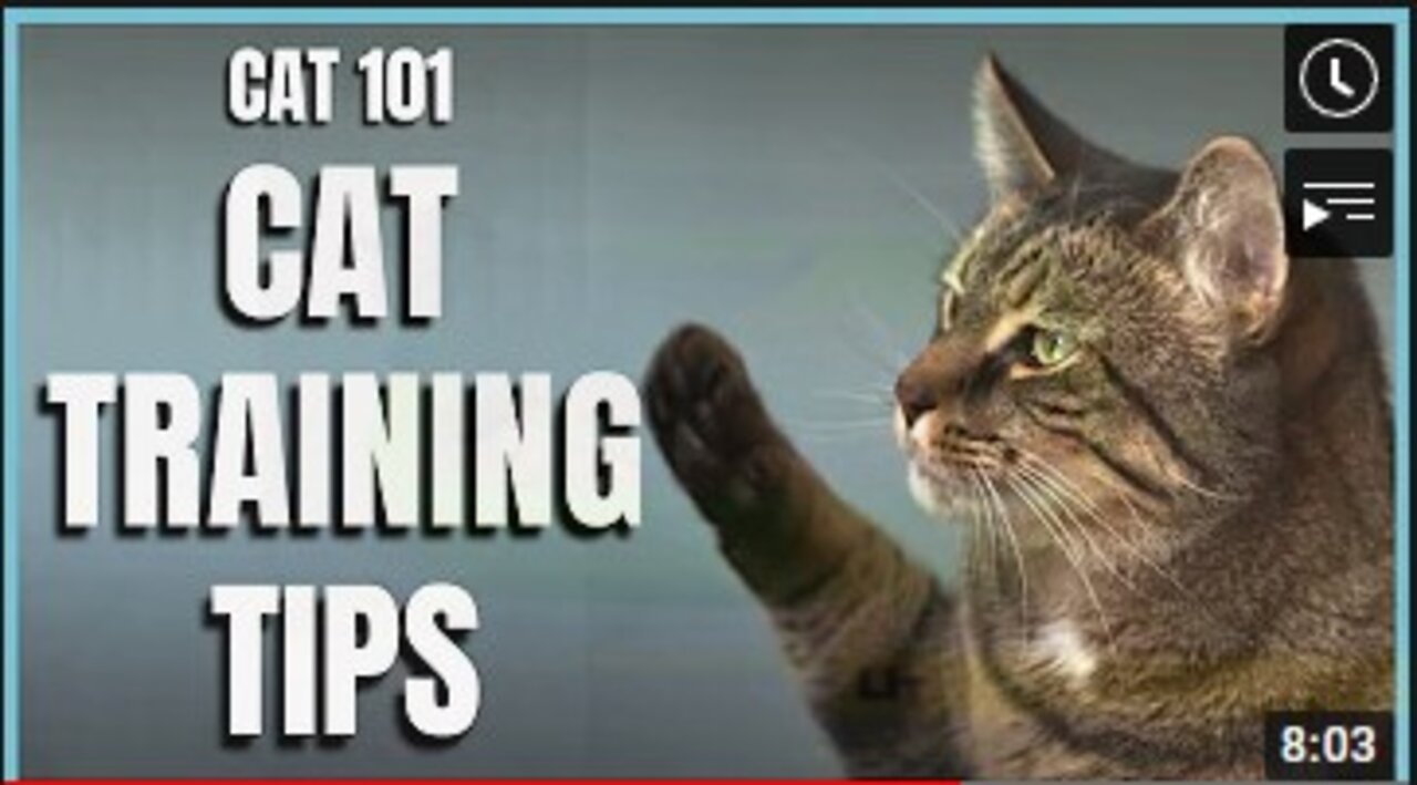 How to Train your Cat| Training Tips