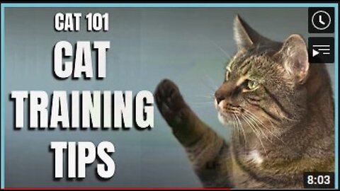 How to Train your Cat| Training Tips