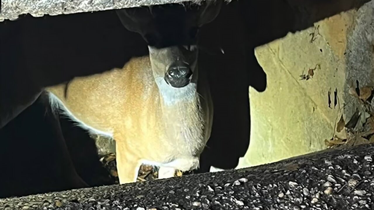 Firefighters heroically rescue trapped deer from sewer