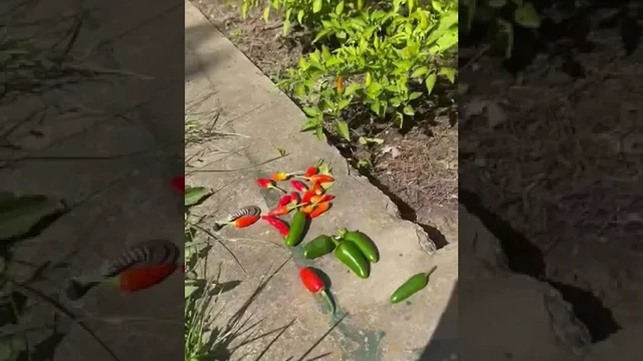 Garden Grab 🌶️🫑🌶️🥒🍅