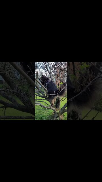 Acreanch Living | Turkey-Bear-Dog Climbs Tree!