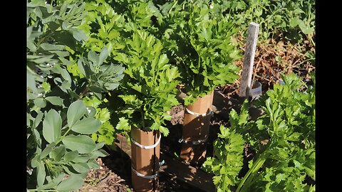 Blenching Celery Plants