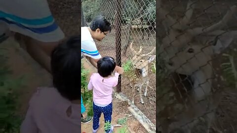 #shorts #ytshorts #viral#deer #deer fun