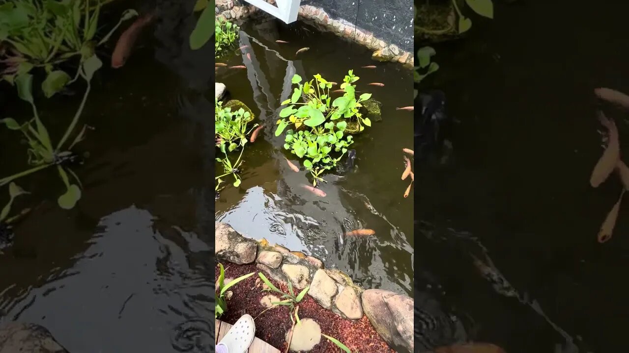 Feeding HUGE Goldfish in Belize Central America #belize #centralamerica #goldfish #hugefish #feeding