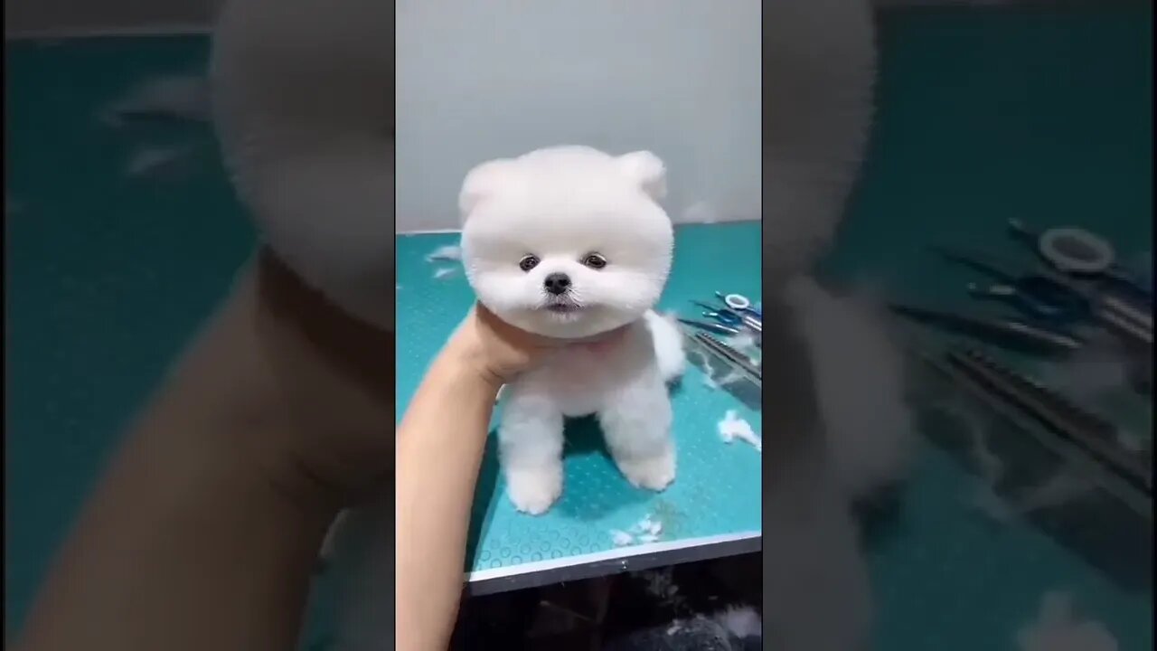 short video
