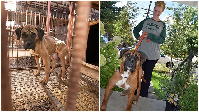 Poor dog’s fate seemed bleak until help arrived.