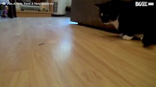 Chat VS Mille-pattes: qui gagnera?