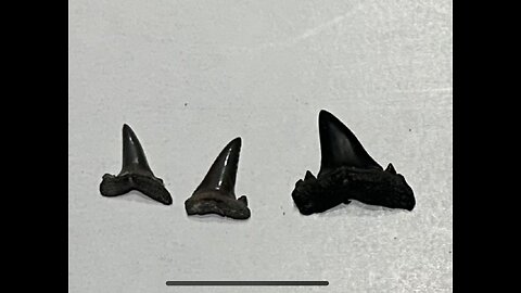 We found SHARK TEETH Fossils WHERE ?????