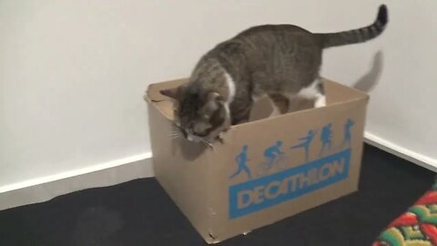 Cat Loves this Box so Much that He Wants to Eat It