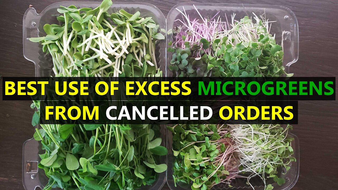 Turn Cancelled Microgreen Orders Into New Potential Customers!