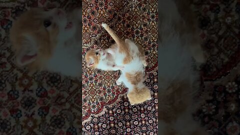 My kittens start to play with each other 😻