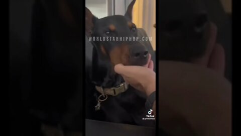 Owner Gets Grill For His Pet