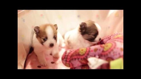 cute puppy playing rock paper scissor