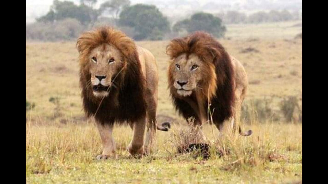 Lions with Gorgeous Mane...