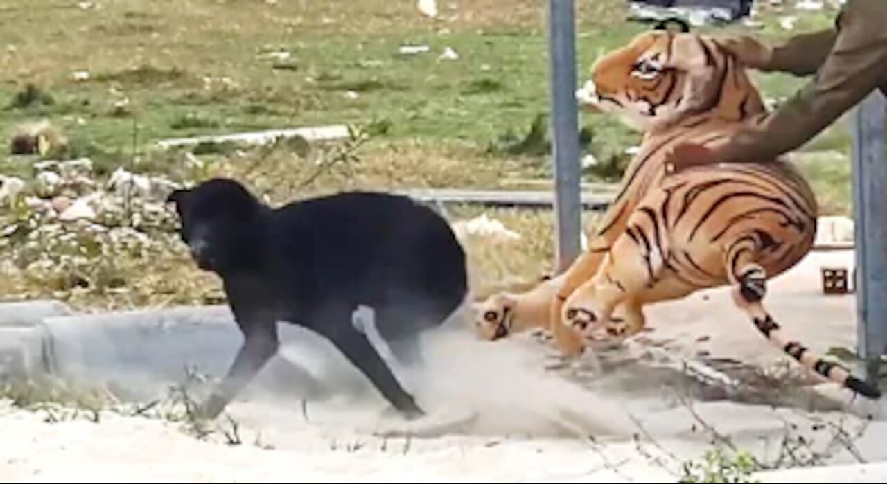 Fake Tiger Vs Dog Prank