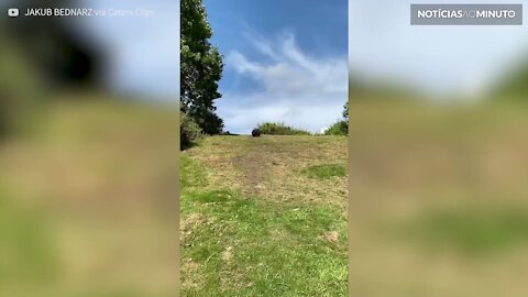 Cão com rastas gigantes faz furor na internet