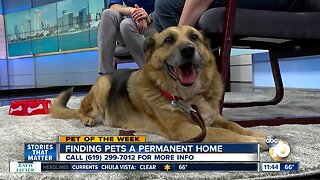 Pet of the Week: Boy