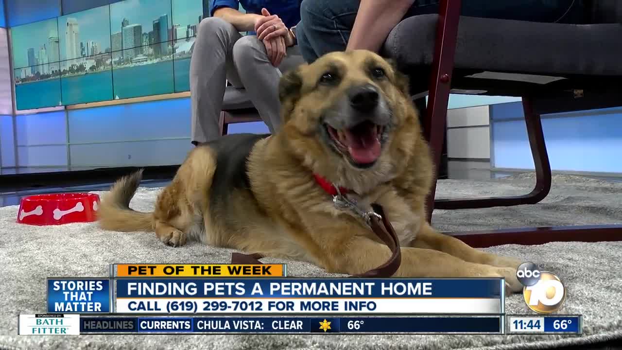 Pet of the Week: Boy