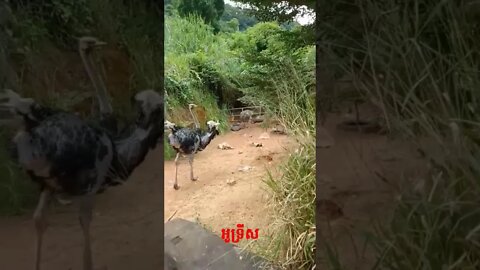 Ostrich in Cambodia #shorts