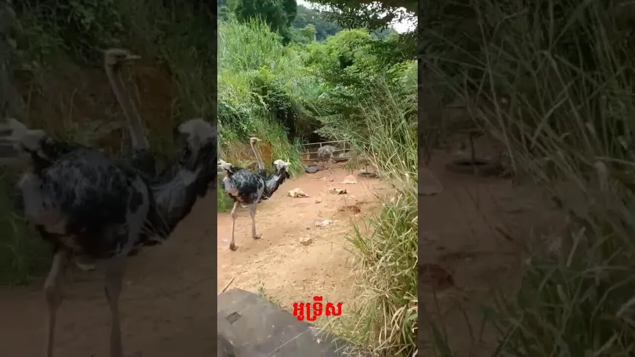 Ostrich in Cambodia #shorts