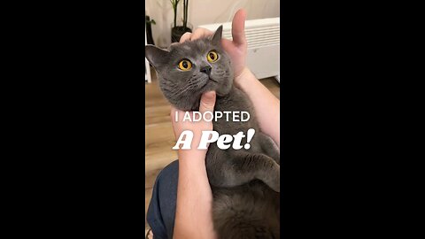 Surprised,Sweet,Cute Cat’s Expression Rollercoaster