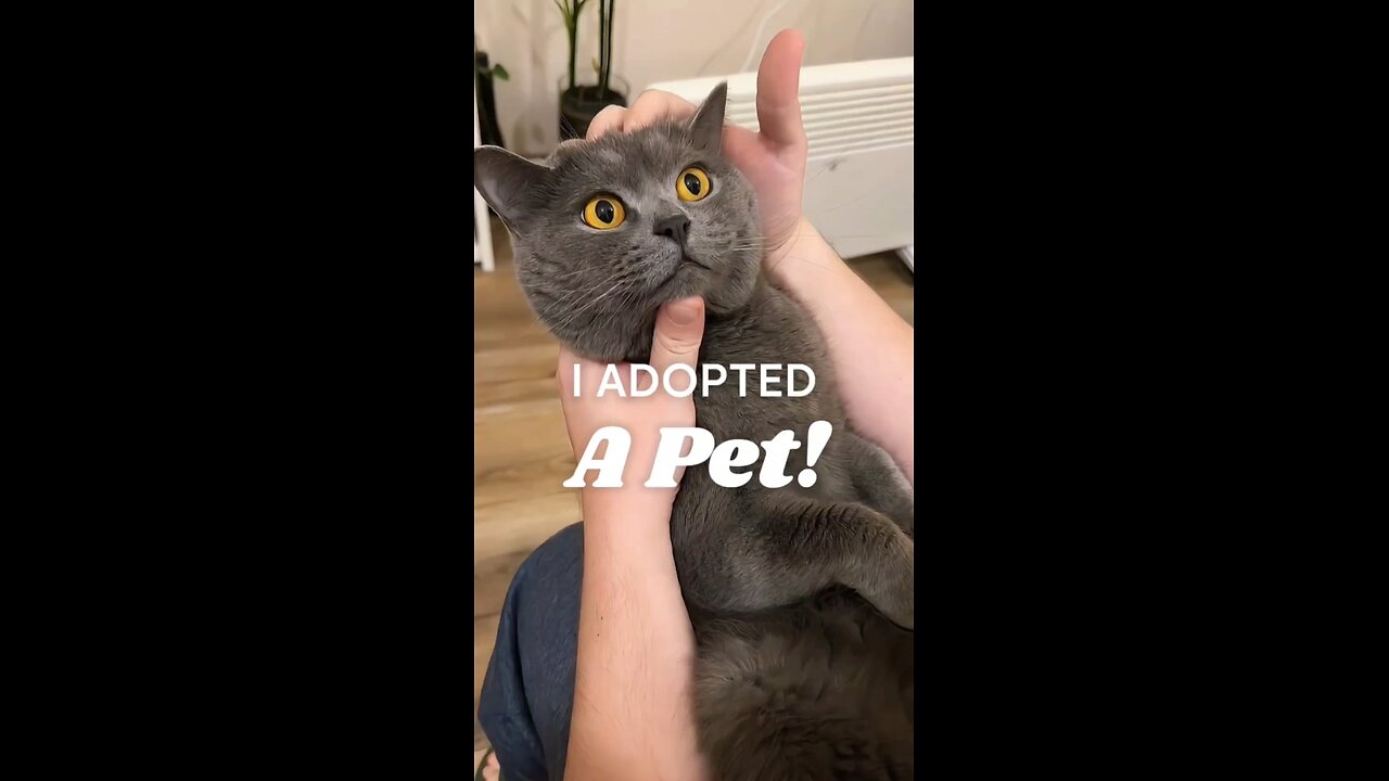 Surprised,Sweet,Cute Cat’s Expression Rollercoaster