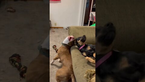 Daisy and Nala Playtime 3