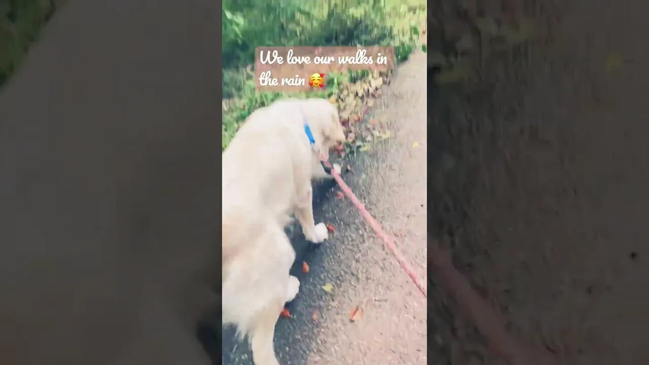 We love walking in the #rain #goldenretriever