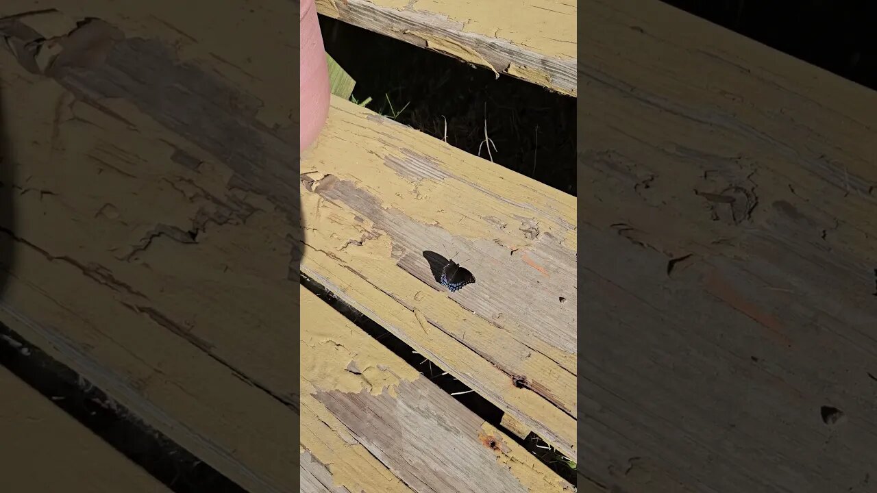 Wildlife around the Farm 🚜🦋 series, Violet Butterfly on the Deck