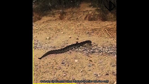 Mischievous Snakes 😱