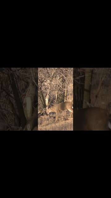 The bucks love this spot #deer #deerhunting #shorts