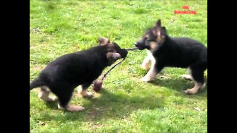 German Shepherd Puppies