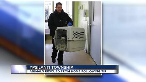 Nearly two dozen dogs, birds & ponies rescued from metro Detroit home