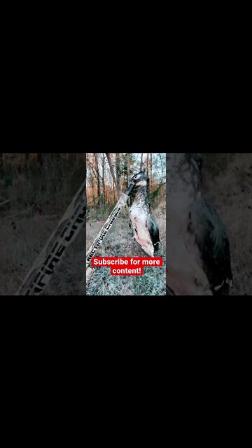 Last duck hunt of the season! We got a BAND!