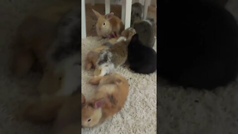 10 Baby Bunnies Cuddle Up Together ❤️