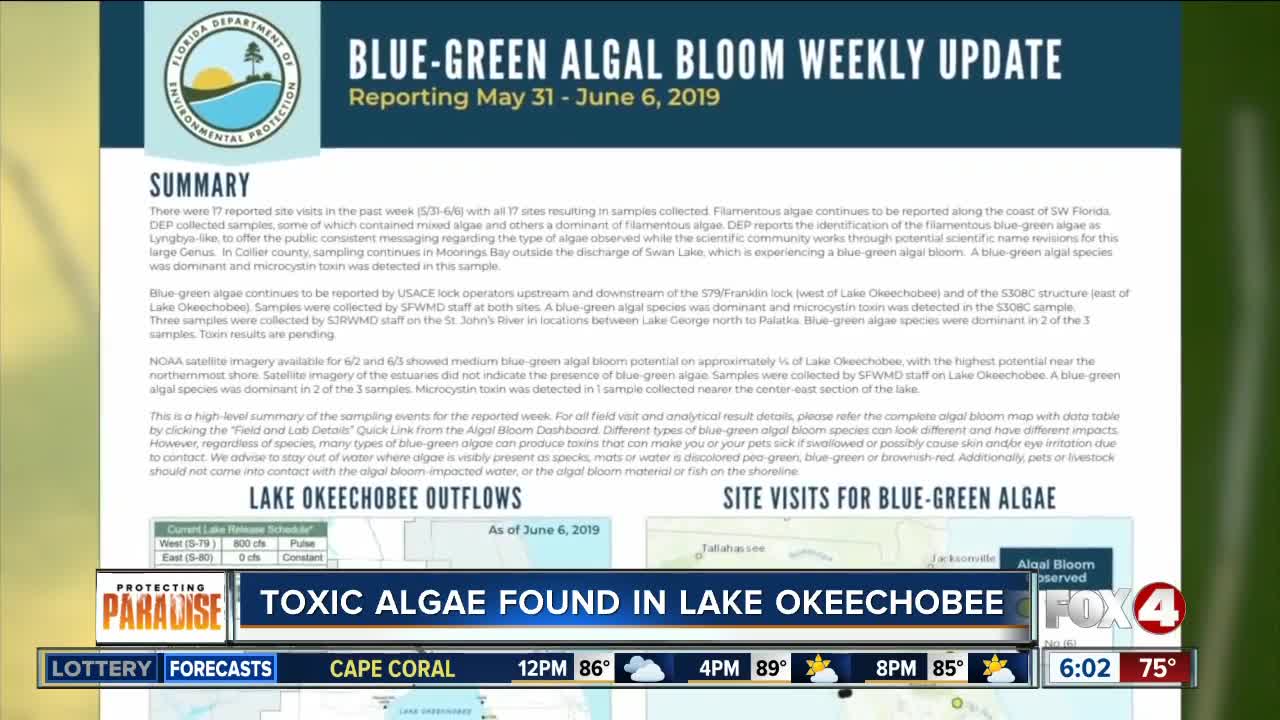 Algae considered too dangerous for swimming discovered in Lake Okeechobee