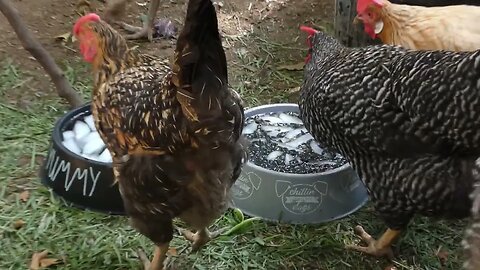 Get chickens to drink more ice water!